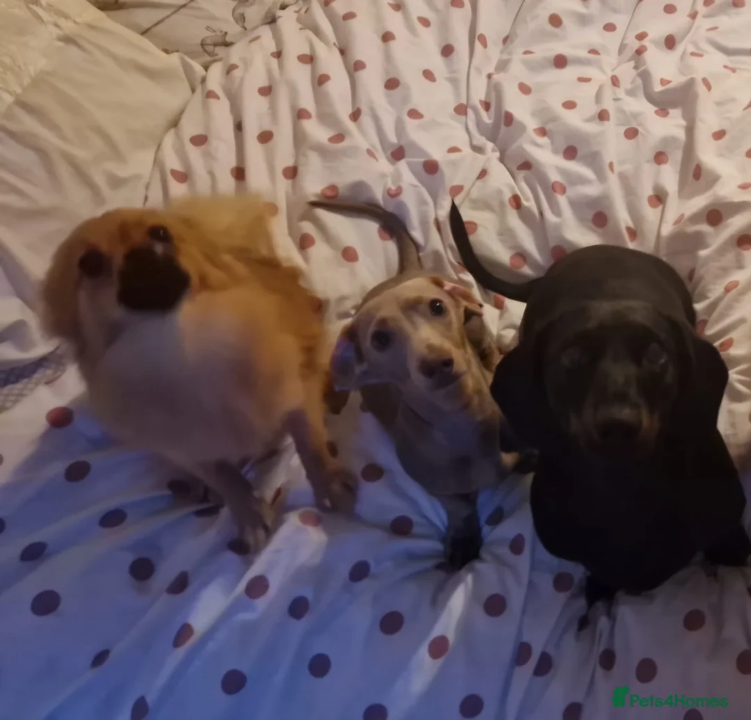 Pomchi dogs for sale: Handsome full breed pomchi  - Advert 6