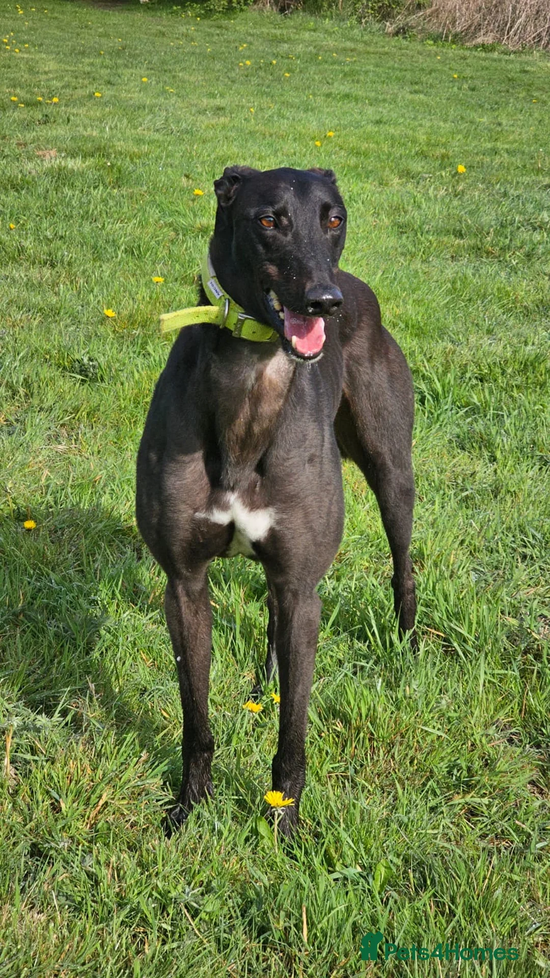 Lurcher dogs for sale: First cross Collie Greyhound - Advert 4