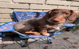 Dachshund dogs for stud: Standard wirehaired dachshund stud  - Image 5