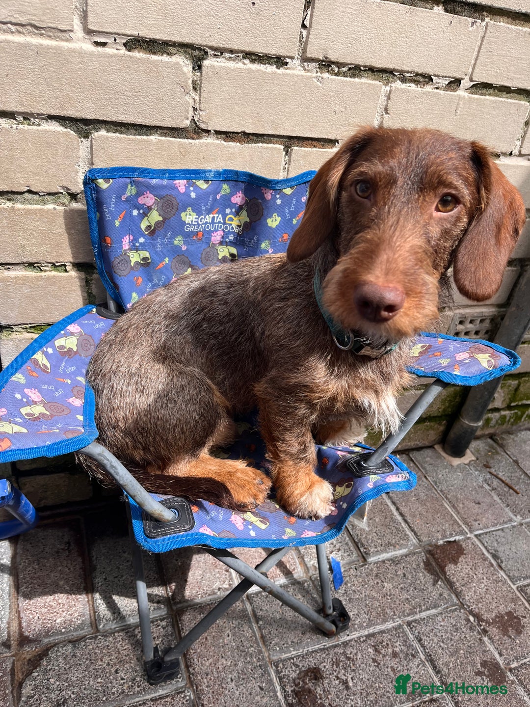 Dachshund dogs for stud: Standard wirehaired dachshund stud  - Image 5