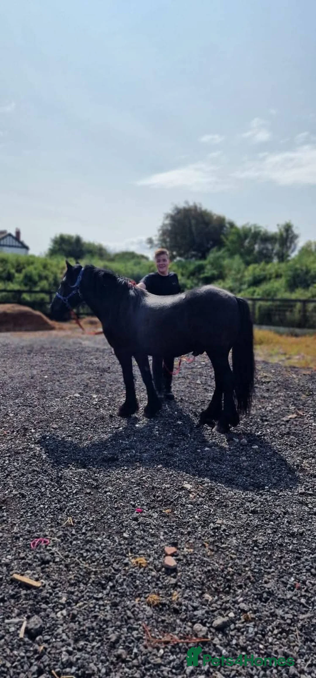 Dales horses for sale: Black section A reg gelding in Lancaster - Advert 2
