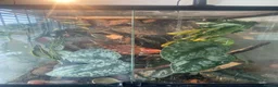 Gecko reptiles for sale: Crested gecko and bioactive enclosure in Ferndown - Advert 5