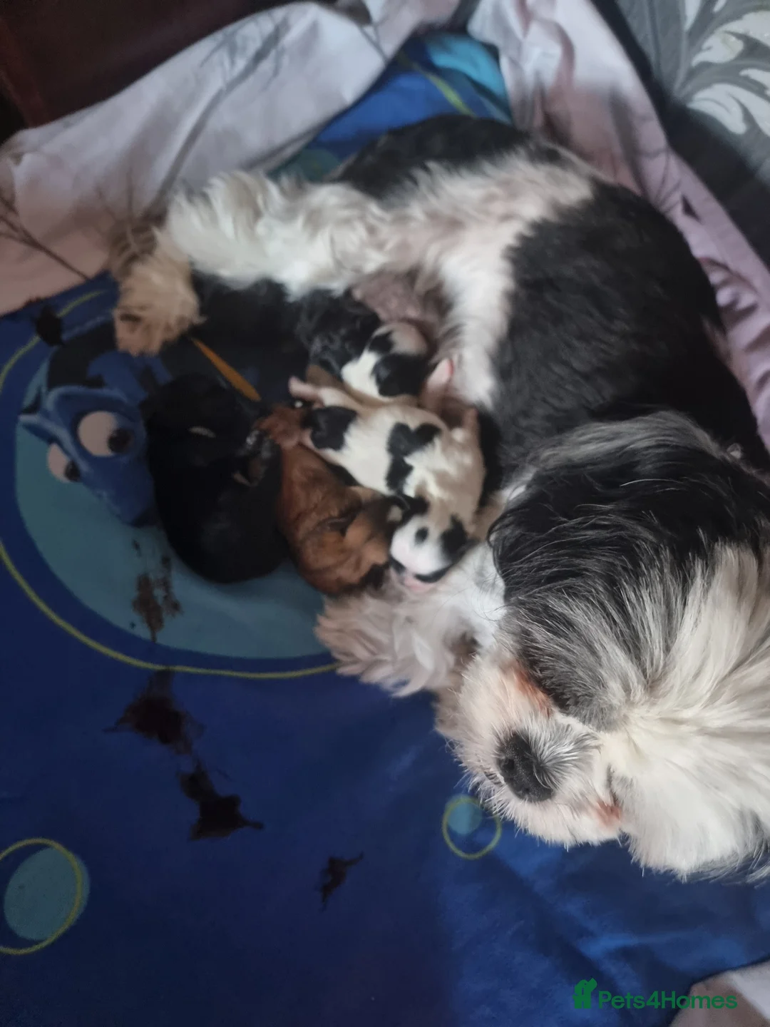 Shih Tzu dogs for sale: Shih tzu puppies - Advert 13
