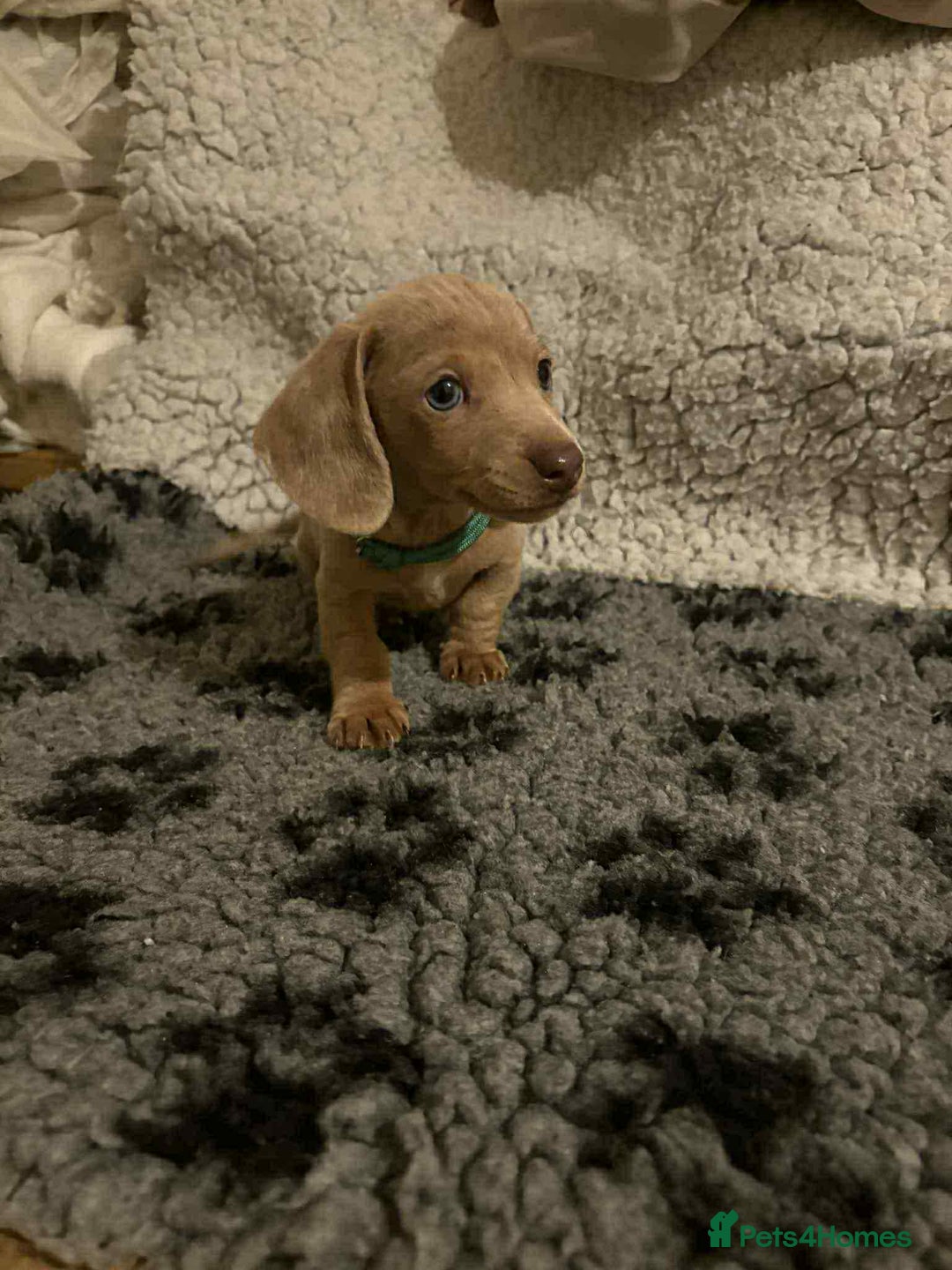 Miniature Dachshund dogs for sale: 6 adorable miniature dachshund  - Advert 4