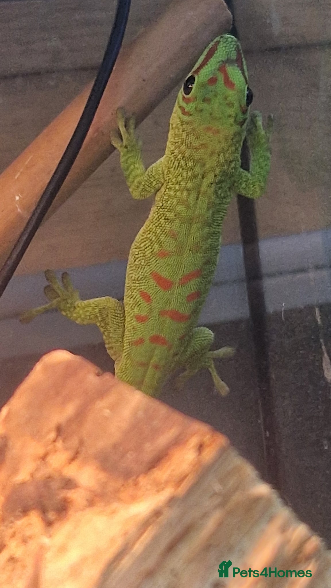 Gecko reptiles Hi red Madagascan Giant Day Gecko - Advert 1