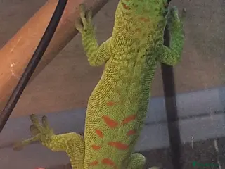 Gecko reptiles Hi red Madagascan Giant Day Gecko - Advert 1