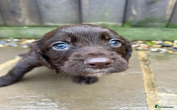 Cocker Spaniel dogs for sale: Two stunning chocolate cocker male pups available - Image 3