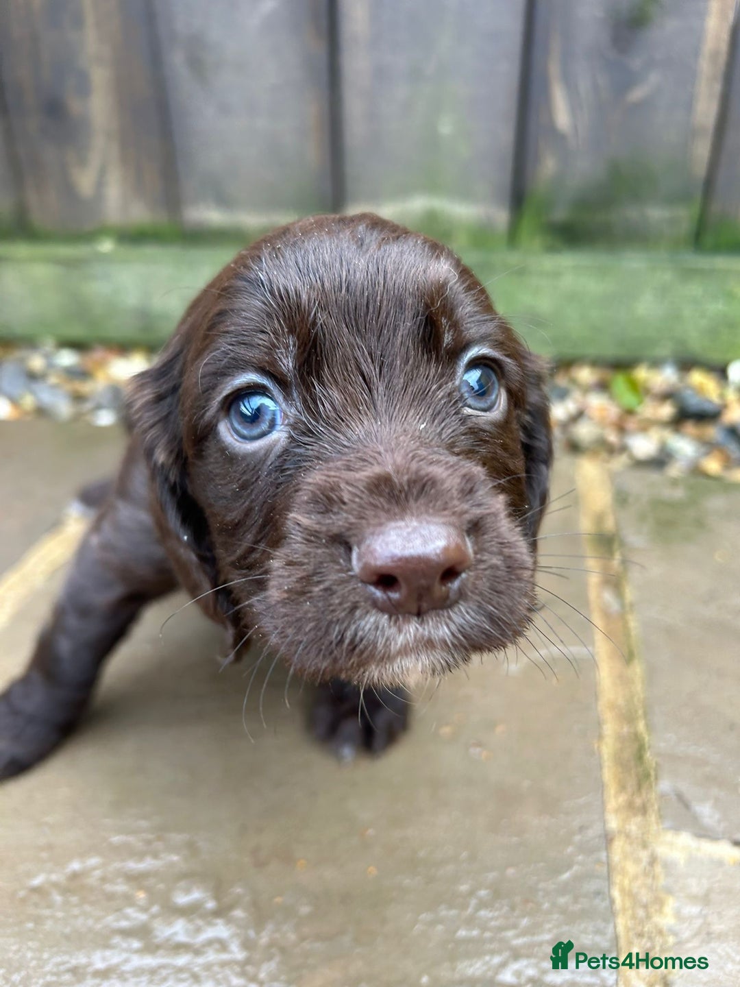 Cocker Spaniel dogs for sale: Two stunning chocolate cocker male pups available - Image 3