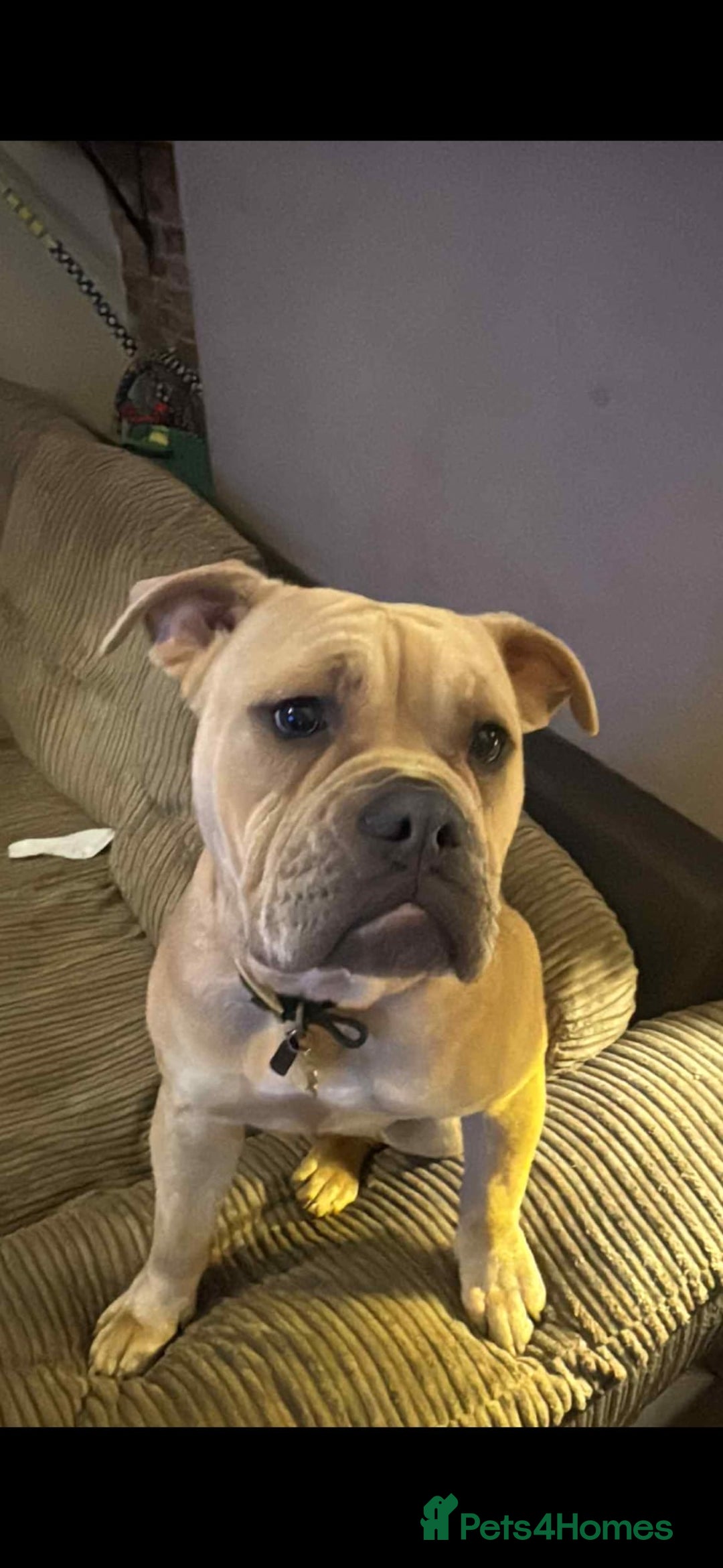 Mixed Breed dogs for sale: Hallie English bulldog X bully  - Image 3