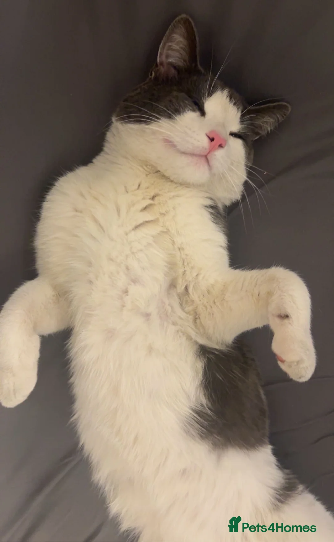 Mixed Breed cats for sale: Goerge is a half British shorthair very friendly - Advert 4