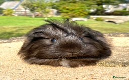 Guinea Pig rodents for sale: Long haired Guinea Pigs For Sale - Image 14