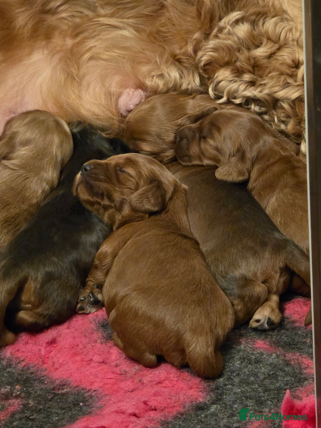 Cockapoo dogs for sale: Beautiful F1 Cockapoo Puppies - Advert 5