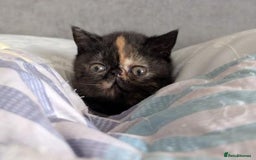 Exotic cats for sale: Exotic female kitten - Image 2