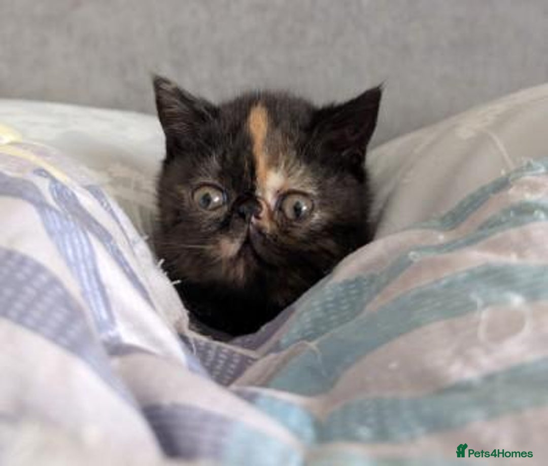 Exotic cats for sale: Exotic female kitten - Image 2