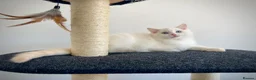 Ragdoll cats for sale: Last three ragdoll kittens! Don’t miss out! - Advert 21