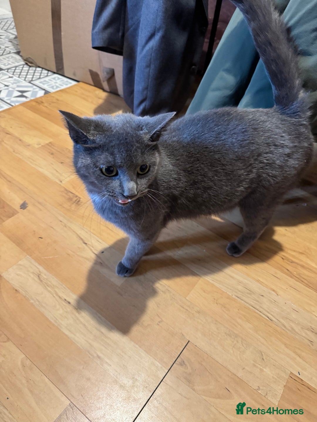 Mixed Breed cats for sale: Kittens  - Advert 1