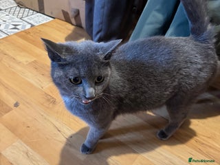 Mixed Breed cats Kittens - Advert 1