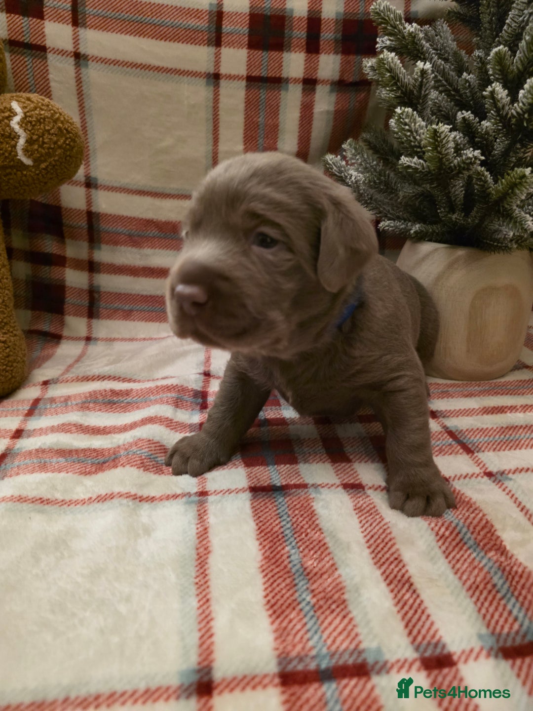 Labrador Retriever dogs for sale: Silver Labrador Puppies For Sale - Advert 31