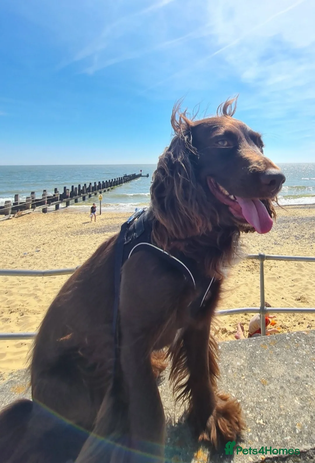 Cocker Spaniel dogs for stud: Cocker Spaniel - Proven - Advert 1