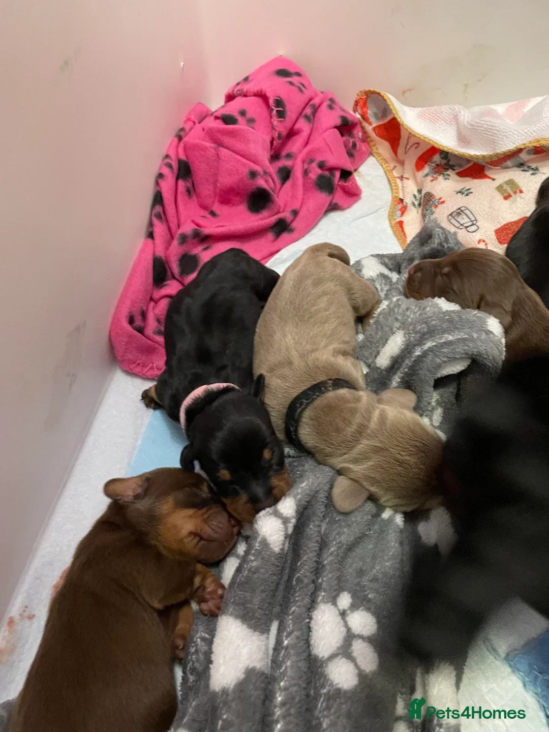 Miniature Dachshund dogs for stud: Rolex⌚️👑 - Advert 6