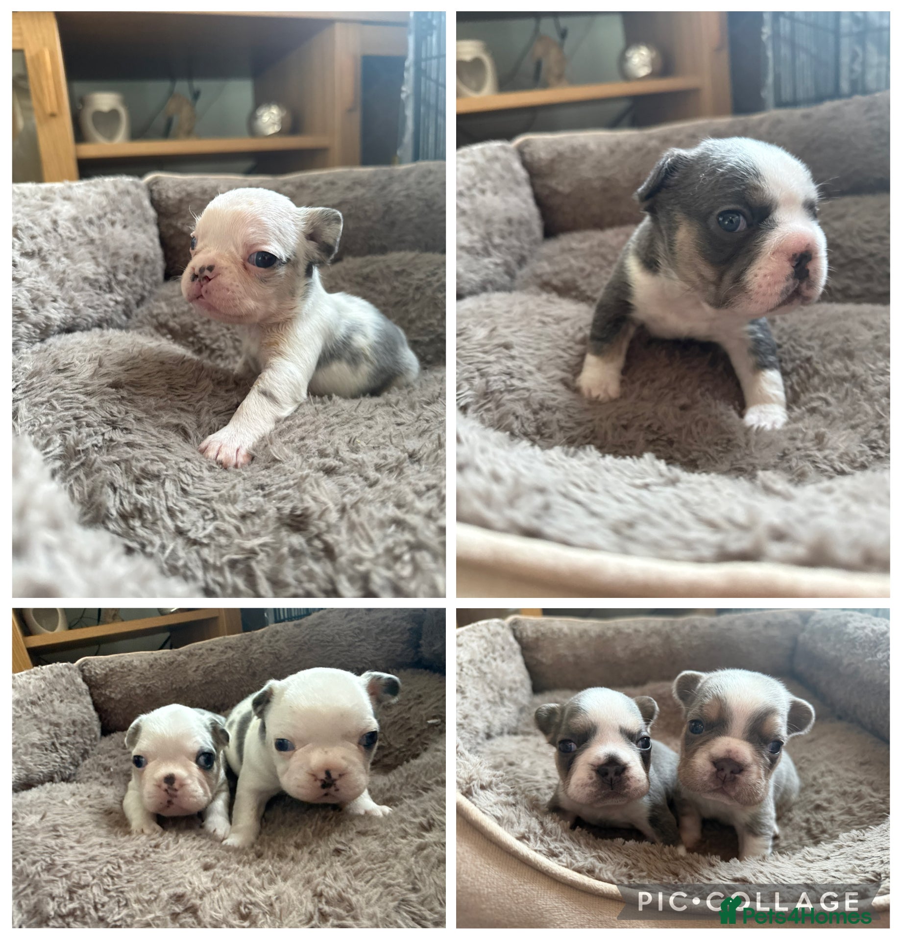 French Bulldog dogs 5 LEFT Beautiful KC reg French Bulldog puppies - Advert 4