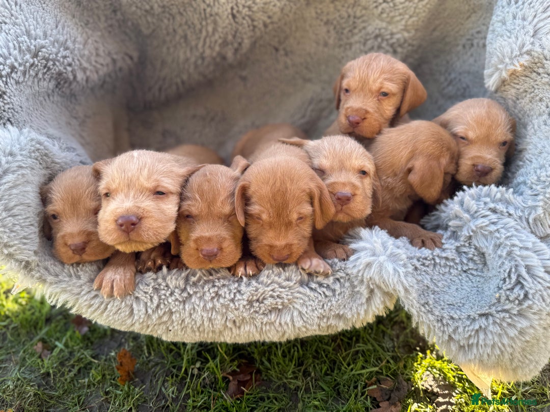 Hungarian Vizsla dogs for sale: Hungarian Wirehaired Vizsla Puppies - Advert 3