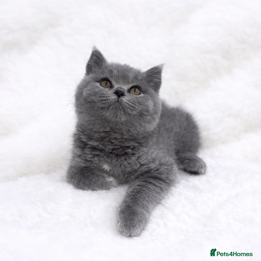 British Shorthair cats Blue British Shorthair 6 months  - Advert 1