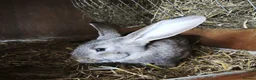 Continental Giant rabbits for sale: Continental giant baby rabbits - Advert 2