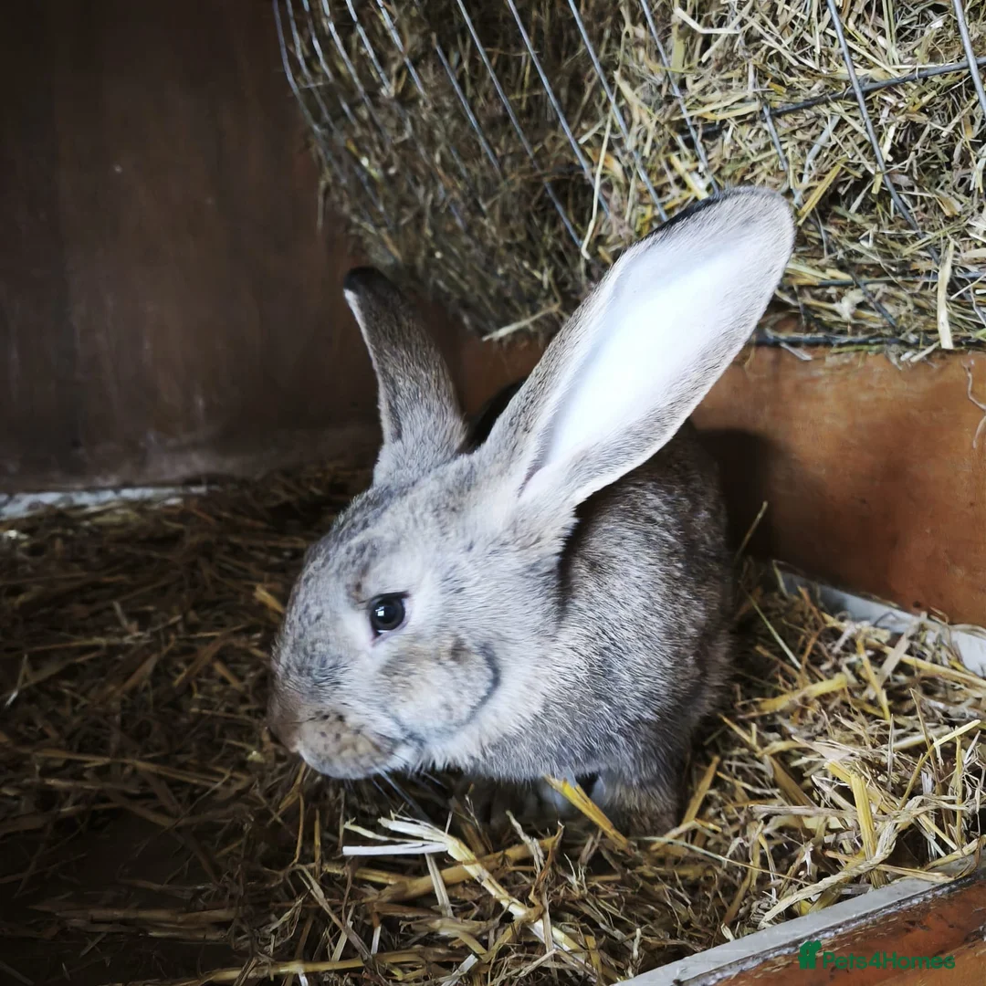Continental Giant rabbits for sale: Continental giant baby rabbits - Advert 2