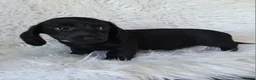 Miniature Dachshund dogs for sale: KC reg, 5* Breeder. BOYS ONLY  - Advert 17