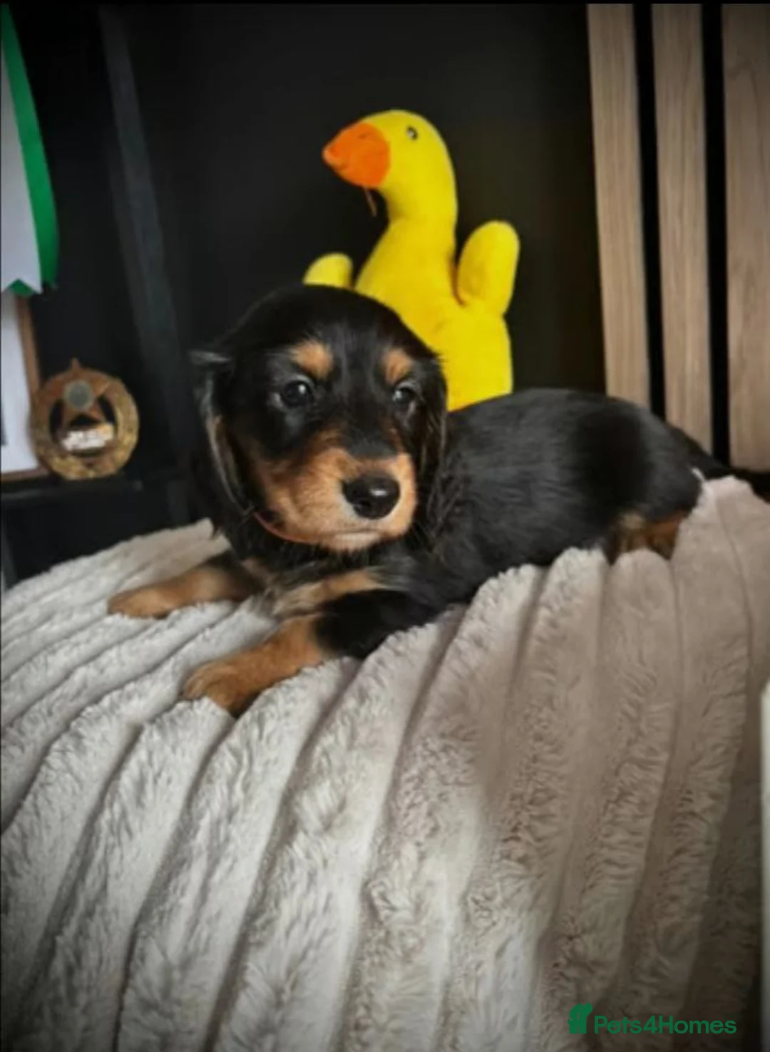 Miniature Dachshund dogs for sale: Beautiful Daches - Advert 3