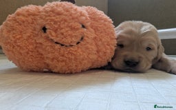 Golden Retriever dogs for sale: KC Registered Golden Retriever Puppies  - Image 29