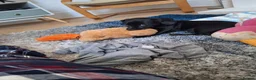 Mixed Breed dogs for sale: Minature Dachsund Mix Puppy in Derby - Advert 2