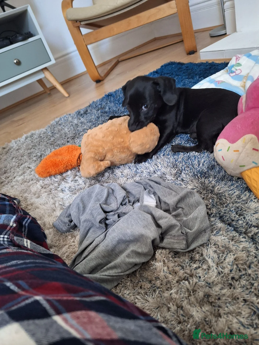 Mixed Breed dogs for sale: Minature Dachsund Mix Puppy in Derby - Advert 2