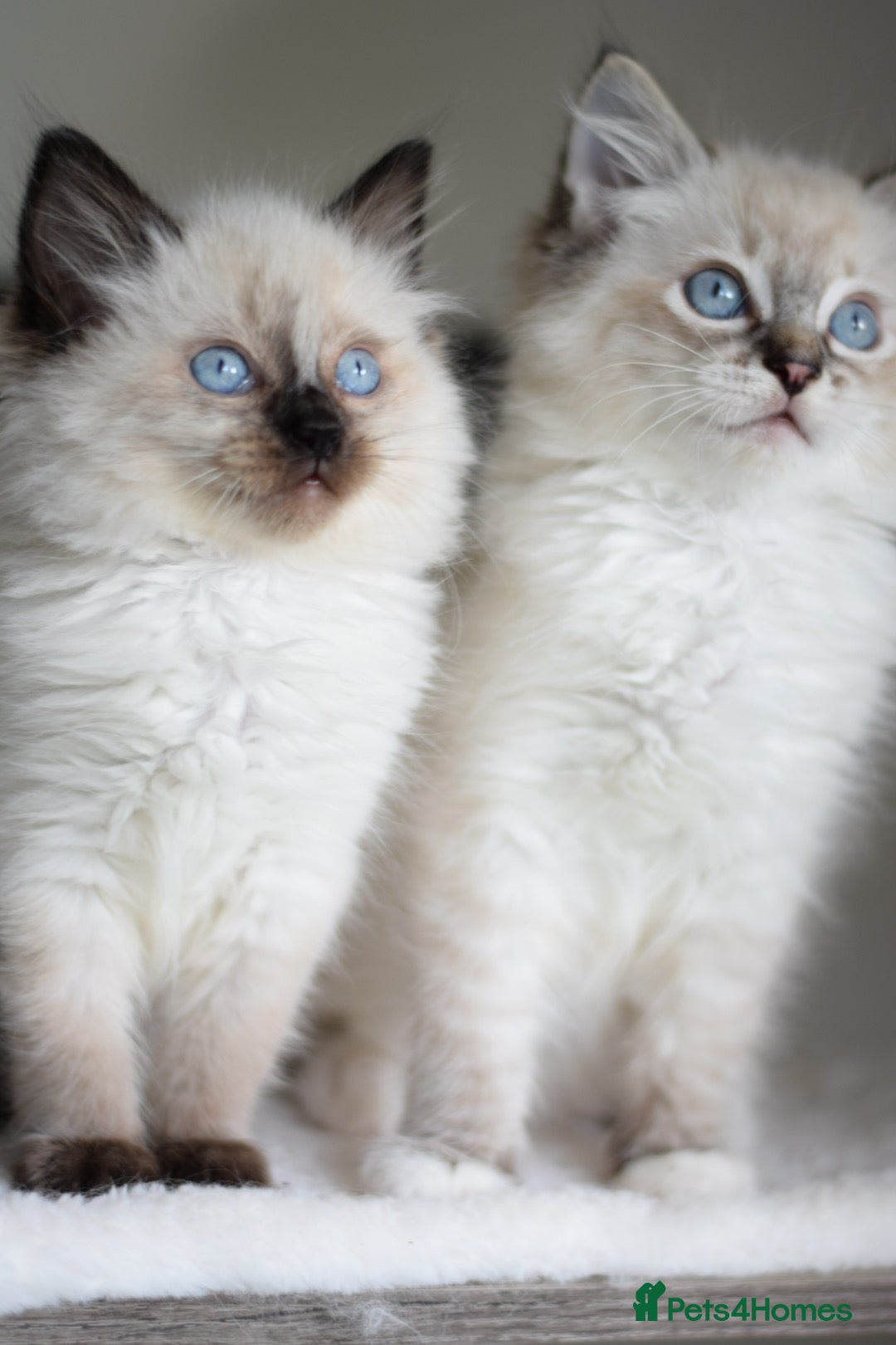 Ragdoll cats for sale: Chunky Ragdoll kittens ready now  - Image 6