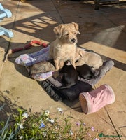 Chipoo dogs Non shed, health tested chipoos - Advert 1