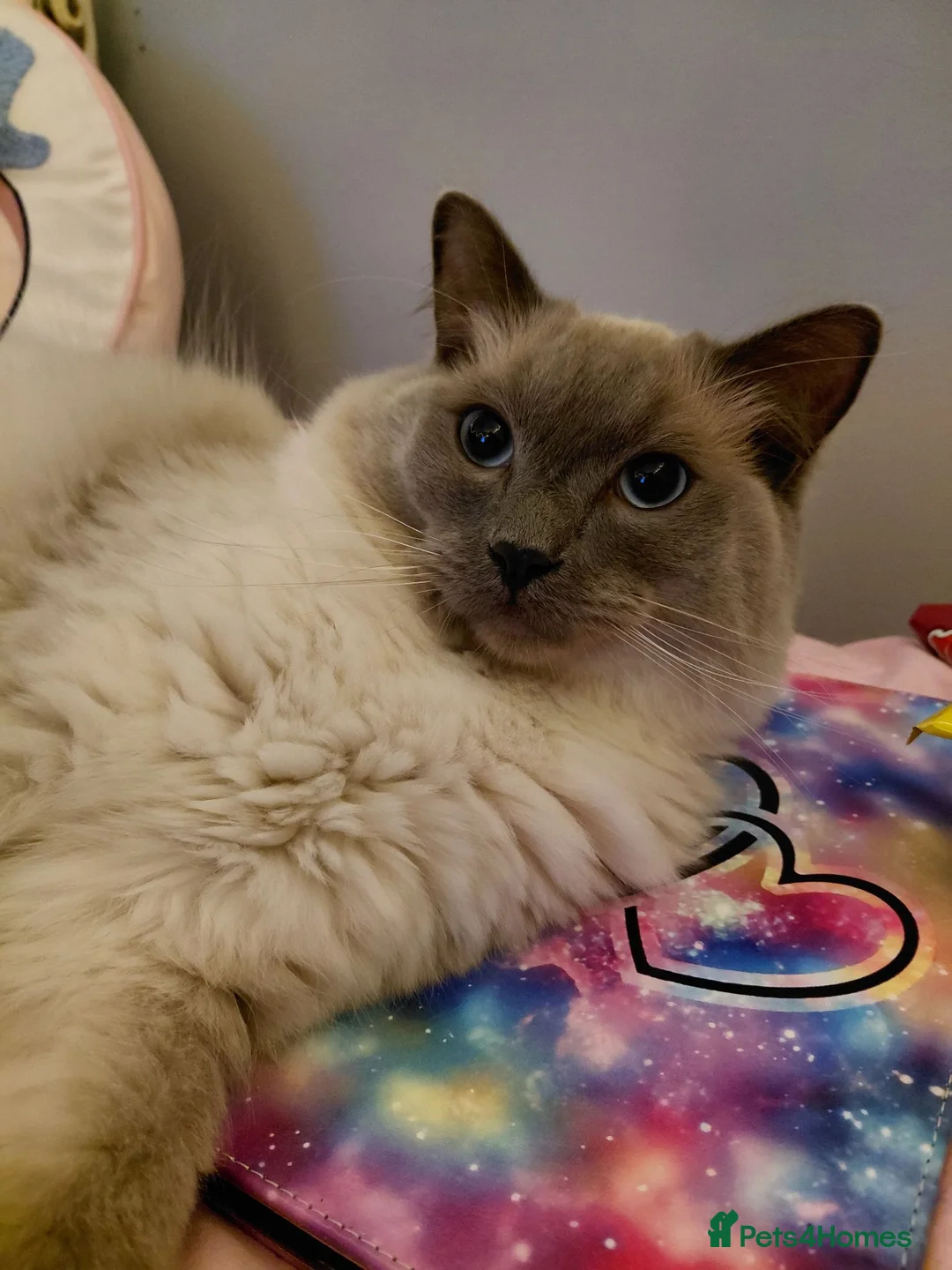 Ragdoll cats for sale: Blue point ragdoll male  - Advert 2
