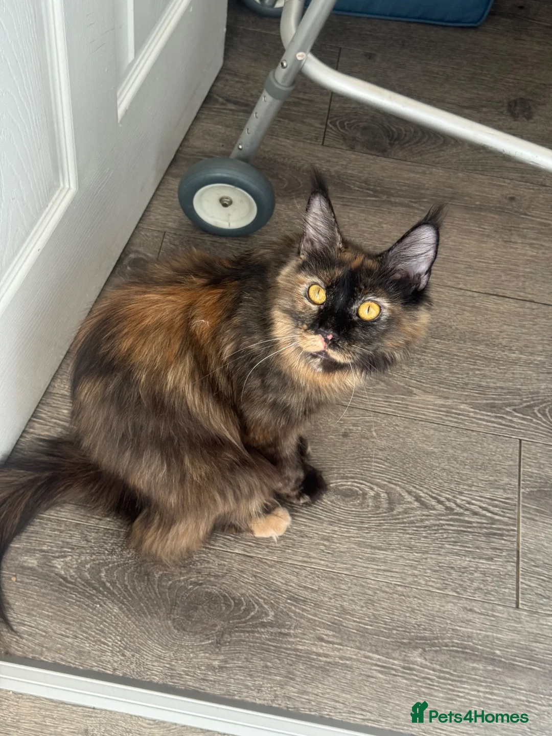 Maine Coon cats for sale: XXL Maine coon  in Leeds - Advert 1