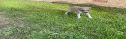 Italian Greyhound dogs for sale: Royal kennel club registered  - Advert 31