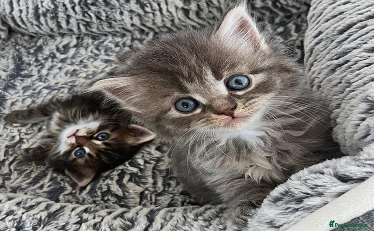 Maine Coon cats - Advert 4