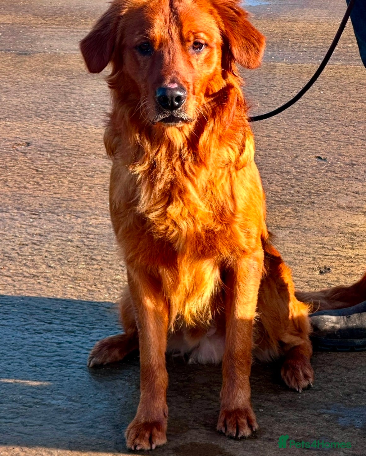 Golden Retriever dogs 💙 Tweed fully health tested golden retriever 💙 in Doncaster - Advert 6