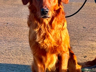 Golden Retriever dogs in Doncaster - Advert 21