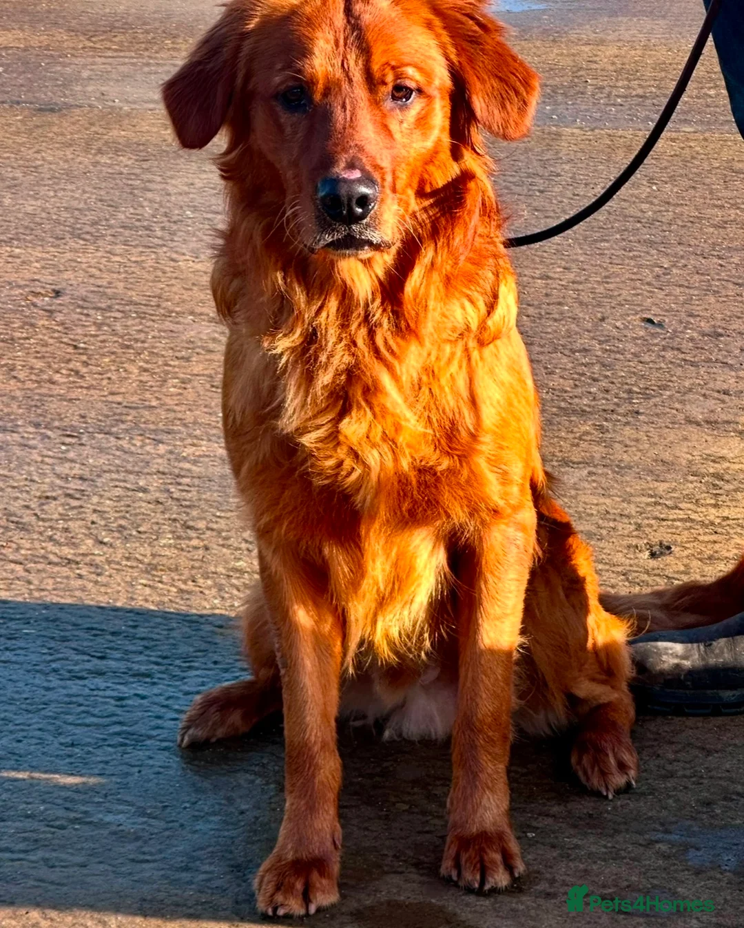 Golden Retriever dogs for stud: 💙 Tweed fully health tested golden retriever 💙 in Doncaster - Advert 1