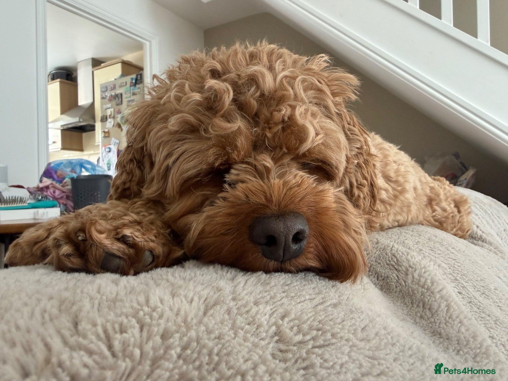 Cavapoo dogs for sale: Teddy 🐾 - Advert 3