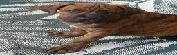 Mixed Breed dogs for sale: Beautiful Cane Corso / Bullmastiff Puppies  - Advert 9