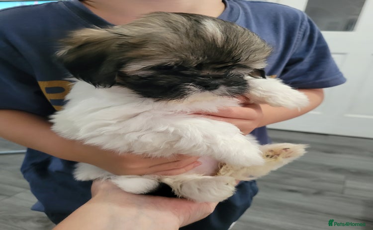 Shih Tzu dogs - Advert 4