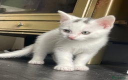 British Shorthair cats for sale: Kittens for sale  - Image 7