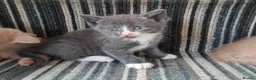 Mixed Breed cats for sale: FLUFFY MAINE COON CROSS KITTENS - Advert 11