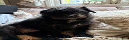Mixed Breed dogs for sale: Miniature Poodle Cross Puppies  - Advert 1