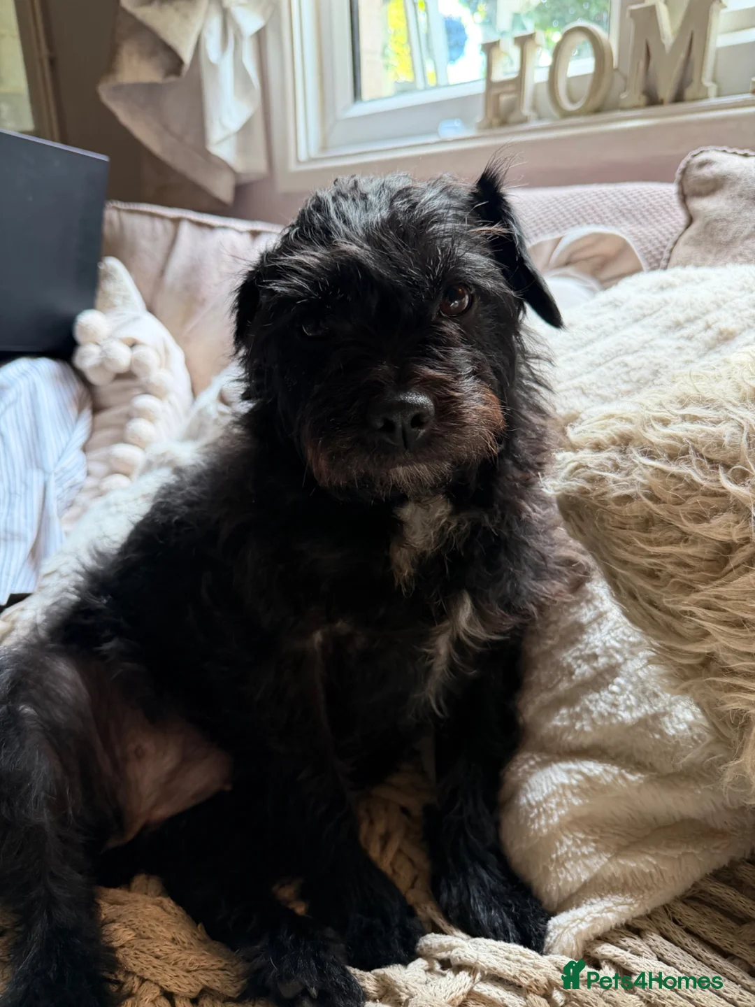 Mixed Breed dogs for sale: Miniature Poodle Cross Puppies  - Advert 1